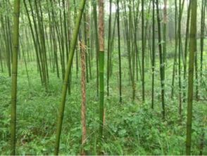 桂竹也叫罗汉竹， 它其独特姿态和美丽色彩园艺爱者心头