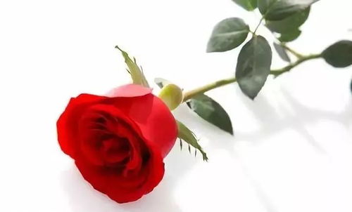 玫瑰：爱情使者， 寓意爱情