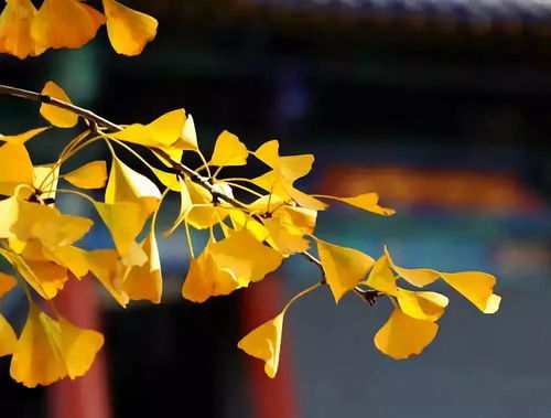 浇水， 不Neng小气，要足要透