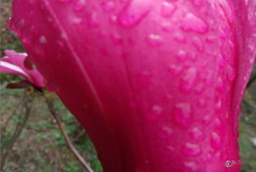 引种区域与气候适生区划分