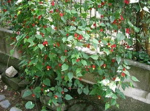 为什么选择这些不带刺的爬藤植物