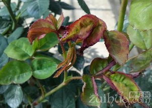 月季花儿病虫害防治小攻略