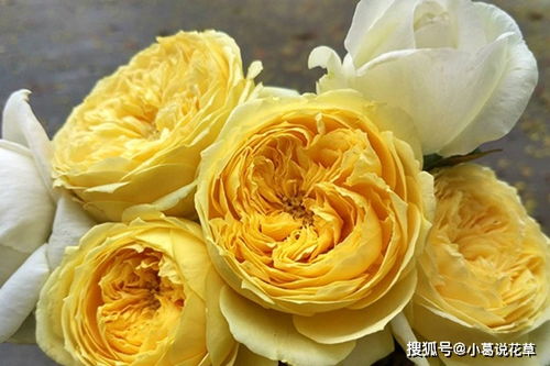 月季花中的明星——凯特琳娜