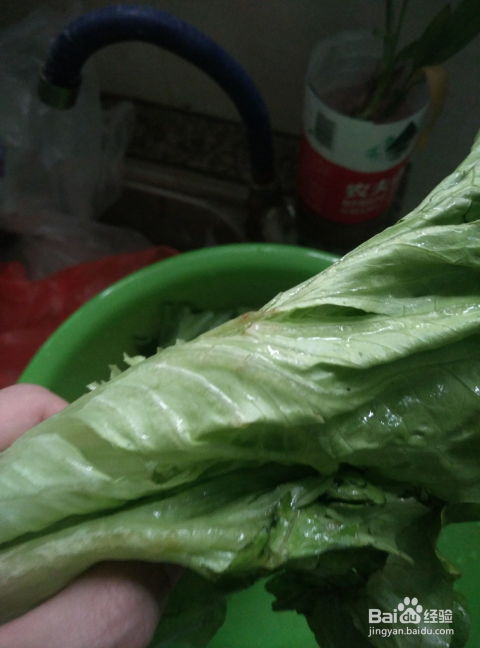 生菜如何洗净，探讨清洗生菜的正确方法