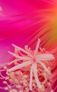 “坚韧绽放，生命之花璀璨”