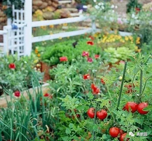 杂草的竞争， 影响农作物产量