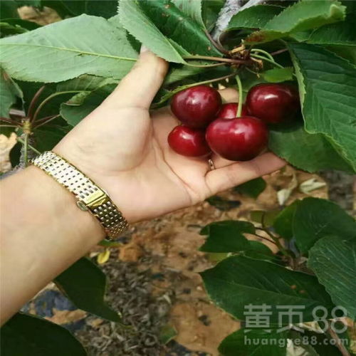 樱桃种子种植的奥秘大揭秘