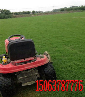 高羊茅草坪种植，时间与温度大揭秘！