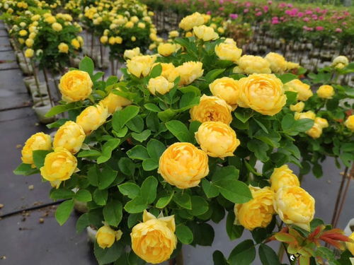 月季花， 露台上的美丽风景