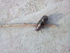 榆树也有虫？这些虫子可真调皮