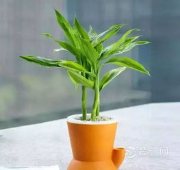 富贵竹根部腐烂怎么办？如何挽救这株绿植