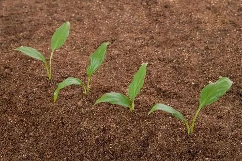 戊唑醇在作物花期、 幼果期的使用禁忌