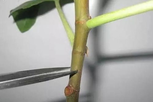 含笑扦插生根最快方法是什么？如何让“笑对生活快速扎根”