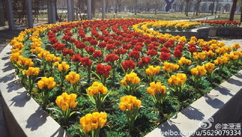 播种育苗，精心呵护