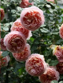 月季种植攻略：新手必kan， 10款经典月季品种推荐