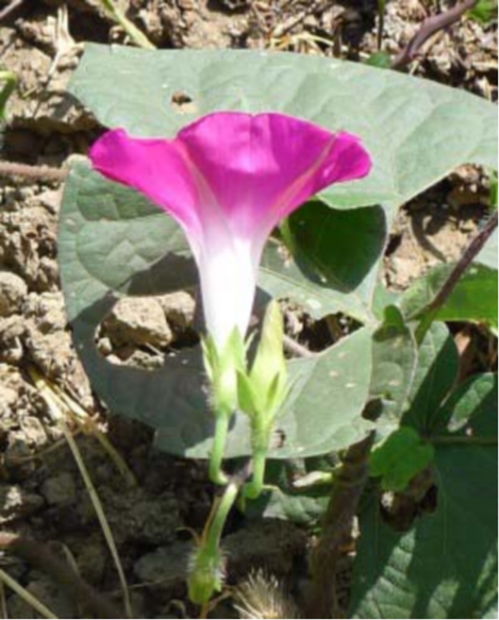 牵牛花的叶子是啥形状？