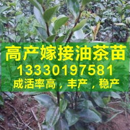 油茶种植的烦恼：成活率低怎么办？