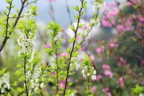 春天哪些树会开花？这几种树让春天更美丽