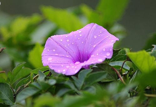 草甘膦：威力无边，还是温和友好？