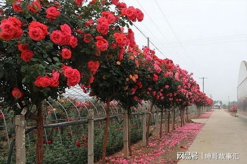 环境因素：月季花的色彩舞台