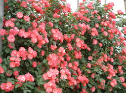 挖土有技巧， 根部不受损