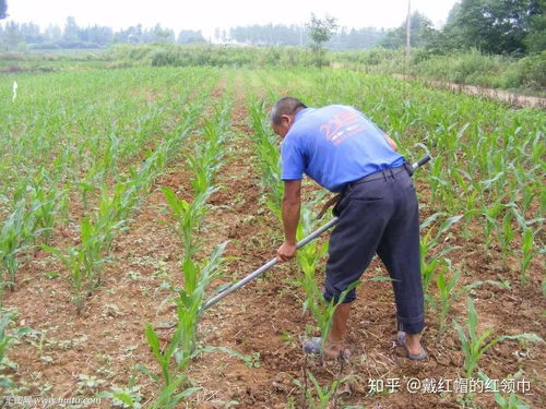 哪些杂草对草甘膦特bie敏感