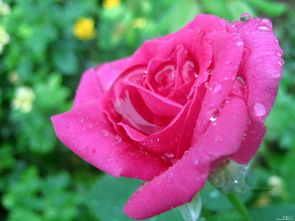 玫瑰的价值和应用