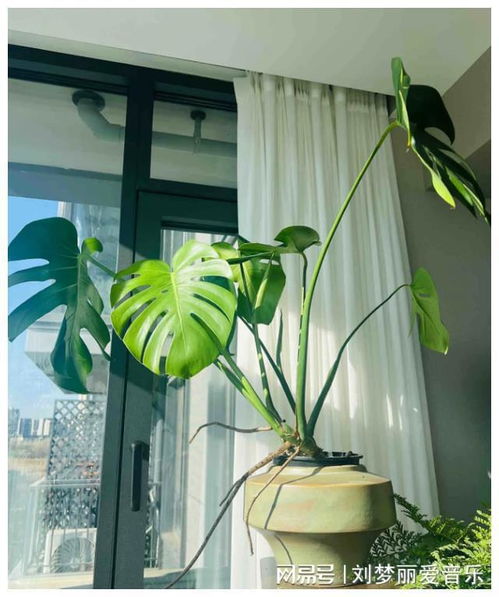 富贵竹长高，修剪拆分
