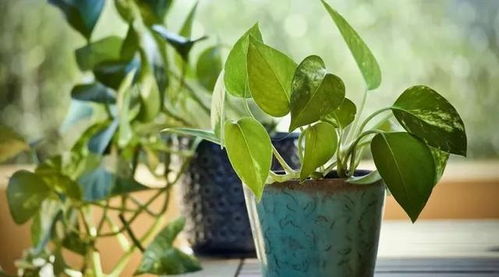 不见阳光，室内植物如何补充光照