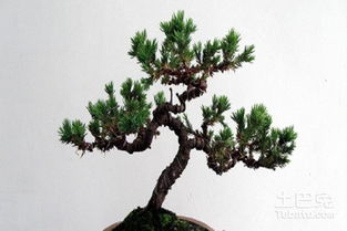 施肥要科学，薄肥勤施是关键