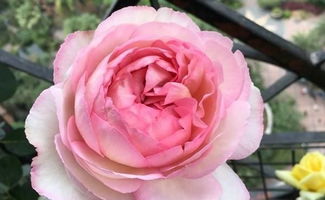 伊芙贵族香水月季：香味持久， 浪漫气息十足