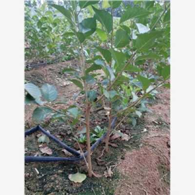 种植时间表：水果界的秘密花园