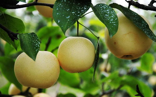 脱贫攻坚， 乡村振兴，黄金梨成了致富的金钥匙