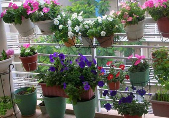 会变色的彩叶草