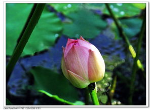 土壤问题，荷花花蕾凋落的一大元凶
