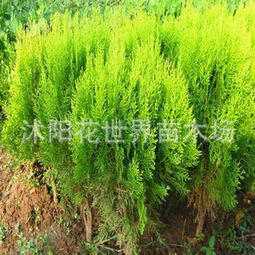 龙柏球的特征：球球的样子， 绿油油的