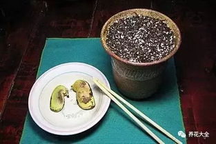 芒果核怎么种植？适合什么土壤
