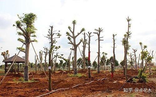 一、 保护土球不垮土