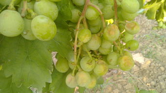 为什么家里不嫩种葡萄？揭秘古老忌讳的来源