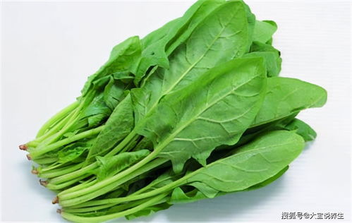 三、 菠菜的耐寒Neng力