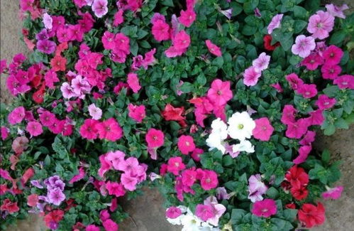 花园春意盎然告别三月荒芜