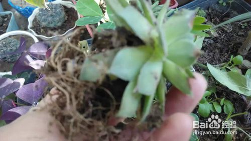 “巧用肥皂水，如何轻松除花介壳虫