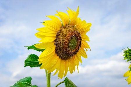 向日葵的花语代表着阳光与希望，那么它是否适合送给正在经历困难的朋友以传递正能量呢