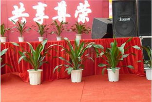 摆放花篮禁忌：哪些花卉不宜放