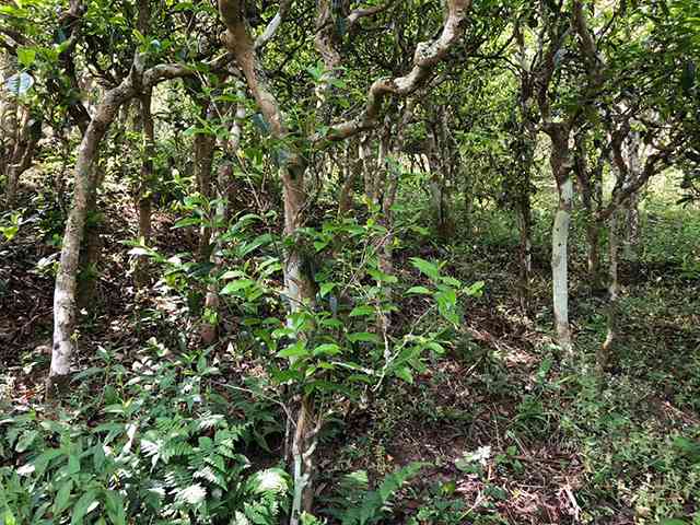 爬山虎种植的季节探究