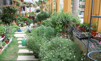 紫松果菊：蝴蝶蜜蜂的乐园