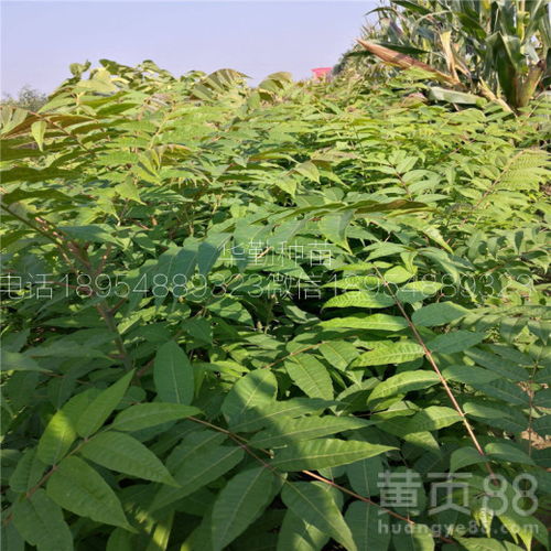 大棚种植香椿的最佳月份是哪个月份