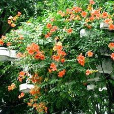 月季花， 爬满一面墙，壮观极了