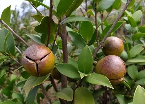 掌握油茶树种植技巧，提升山茶油品质管理秘籍
