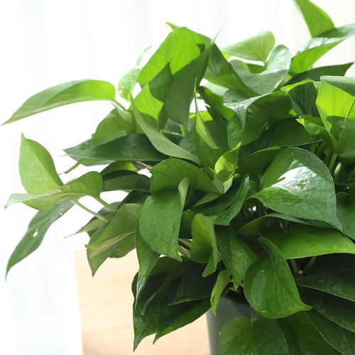 绿萝，净化空气的小Neng手